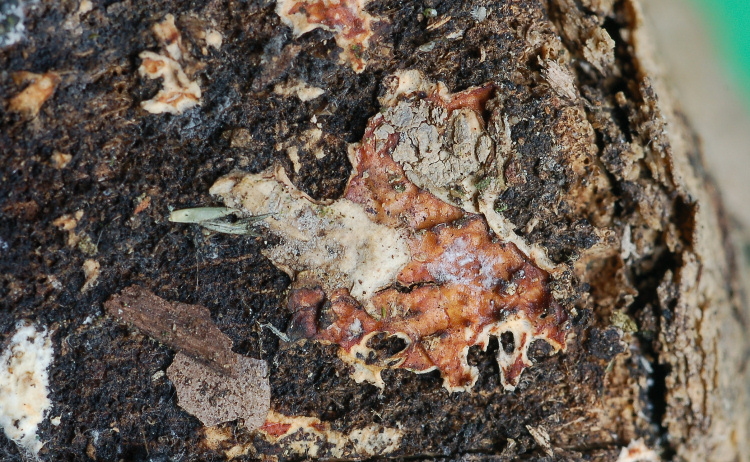 Phanerochaete avellanea  ?